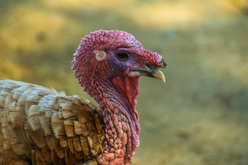Agriculture, Turkey