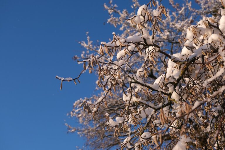 Hazelnut Farming in the Black Sea Region, Turkey