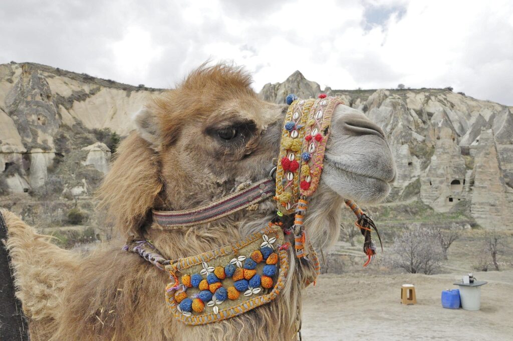 The Camel Wrestling Festival, Turkey