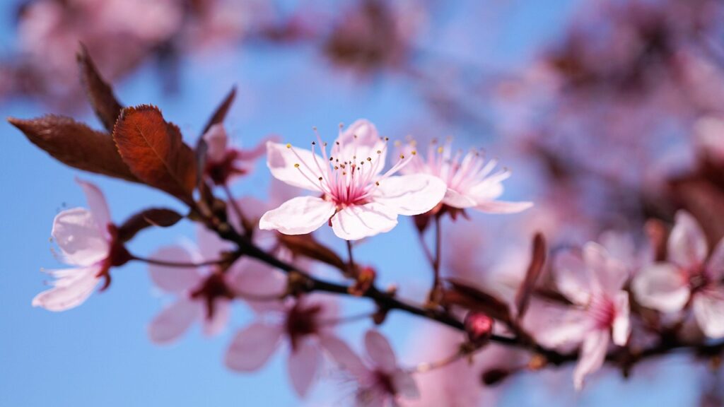 The Cherry Blossom Season in Turkey