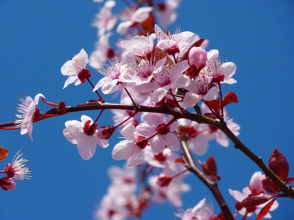 The Cherry Blossom Season in Turkey