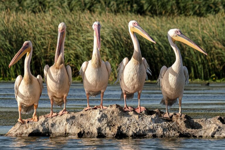 The Goksu Delta Wetlands, Turkey