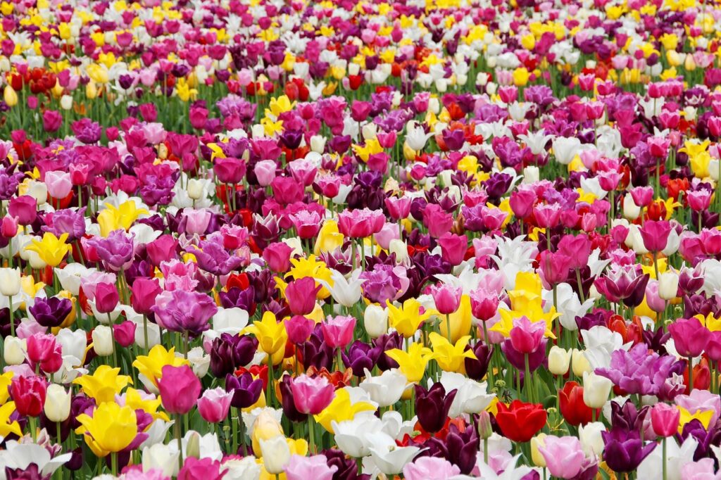 The Ottoman Tulip Era, Turkey