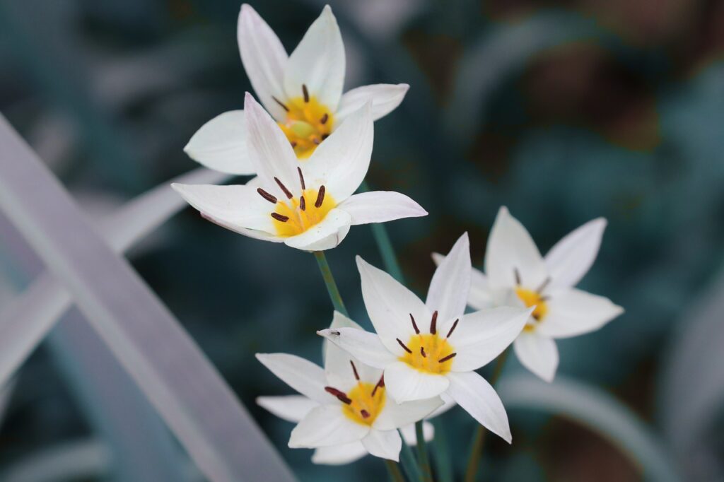 The Ottoman Tulip Era, Turkey