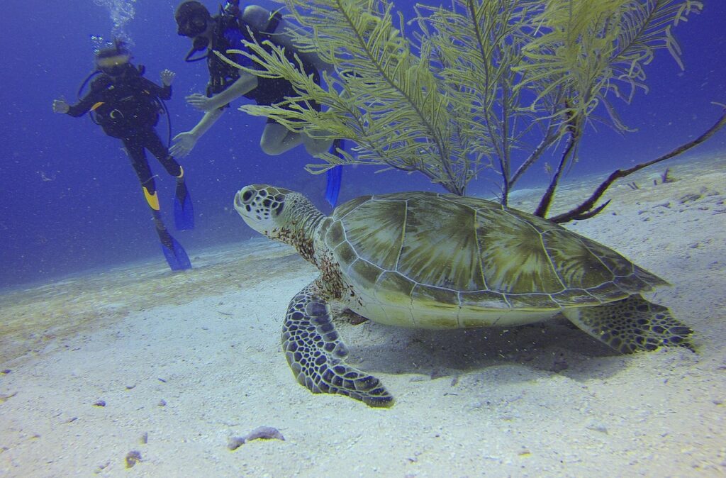 Turkey's Best Scuba Diving Locations
